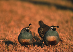 California valley quail (Callipepla californica)