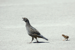 California valley quail (Callipepla californica)