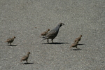 California valley quail (Callipepla californica)