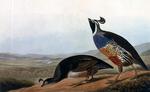 California valley quail (Callipepla californica)