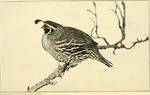 California valley quail (Callipepla californica)