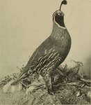 California valley quail (Callipepla californica)