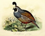 California valley quail (Callipepla californica)