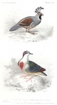 California valley quail (Callipepla californica), Luzon bleeding-heart (Gallicolumba luzonica)