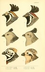 ..., Gambel's quail (Callipepla gambelii), Montezuma quail (Cyrtonyx montezumae)