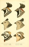 California valley quail (Callipepla californica), Gambel's quail (Callipepla gambelii), Montezum...