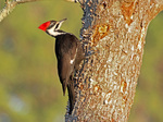 pileated woodpecker (Dryocopus pileatus)