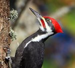 pileated woodpecker (Dryocopus pileatus)