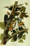 pileated woodpecker (Dryocopus pileatus)