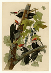 pileated woodpecker (Dryocopus pileatus)