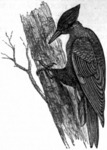 pileated woodpecker (Dryocopus pileatus)