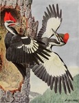 pileated woodpecker (Dryocopus pileatus)