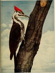 pileated woodpecker (Dryocopus pileatus)