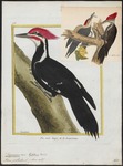 pileated woodpecker (Dryocopus pileatus)