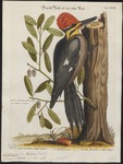 pileated woodpecker (Dryocopus pileatus)