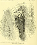 pileated woodpecker (Dryocopus pileatus)