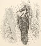 pileated woodpecker (Dryocopus pileatus)