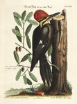 pileated woodpecker (Dryocopus pileatus)