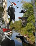 pileated woodpecker (Dryocopus pileatus)