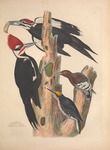 pileated woodpecker (Dryocopus pileatus), black-backed woodpecker (Picoides arcticus), red-heade...
