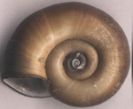 great ramshorn snail (Planorbarius corneus)