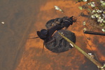 great ramshorn snail (Planorbarius corneus)