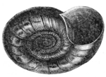 great ramshorn snail (Planorbarius corneus)