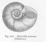 great ramshorn snail (Planorbarius corneus)