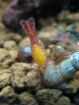 ...-rimmed melania (Melanoides tuberculata), cherry shrimp (Neocaridina davidi var. red)