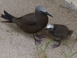 brown noddy, common noddy (Anous stolidus)