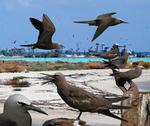 brown noddy, common noddy (Anous stolidus)