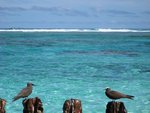 brown noddy, common noddy (Anous stolidus)