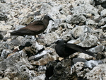 brown noddy (Anous stolidus), black noddy (Anous minutus)