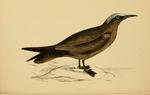 brown noddy, common noddy (Anous stolidus)