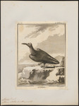 brown noddy, common noddy (Anous stolidus)