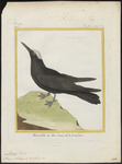 brown noddy, common noddy (Anous stolidus)