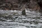 brown noddy, common noddy (Anous stolidus galapagensis)