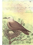 brown noddy, common noddy (Anous stolidus)
