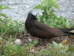 brown noddy, common noddy (Anous stolidus)