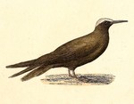 brown noddy, common noddy (Anous stolidus)