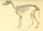 Egyptian dog skeleton - domestic dog (Canis lupus familiaris)