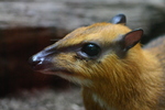 greater mouse-deer (Tragulus napu)