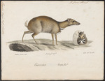 greater mouse-deer (Tragulus napu)