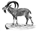 Nubian ibex (Capra nubiana)