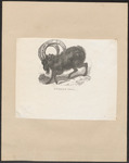 Nubian ibex (Capra nubiana)