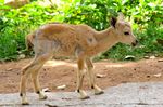 Nubian ibex (Capra nubiana)