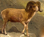 argali (Ovis ammon)