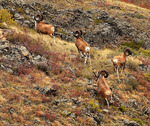 argali (Ovis ammon)