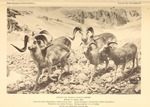 Marco Polo sheep (Ovis ammon polii)