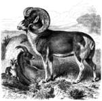 Marco Polo sheep (Ovis ammon polii)